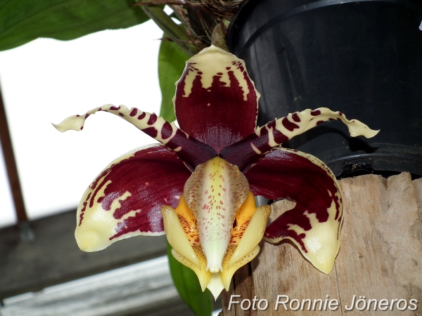 Stanhopea tigrina var. nigroviolacea (Predator)